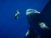 Gnaraloo shark